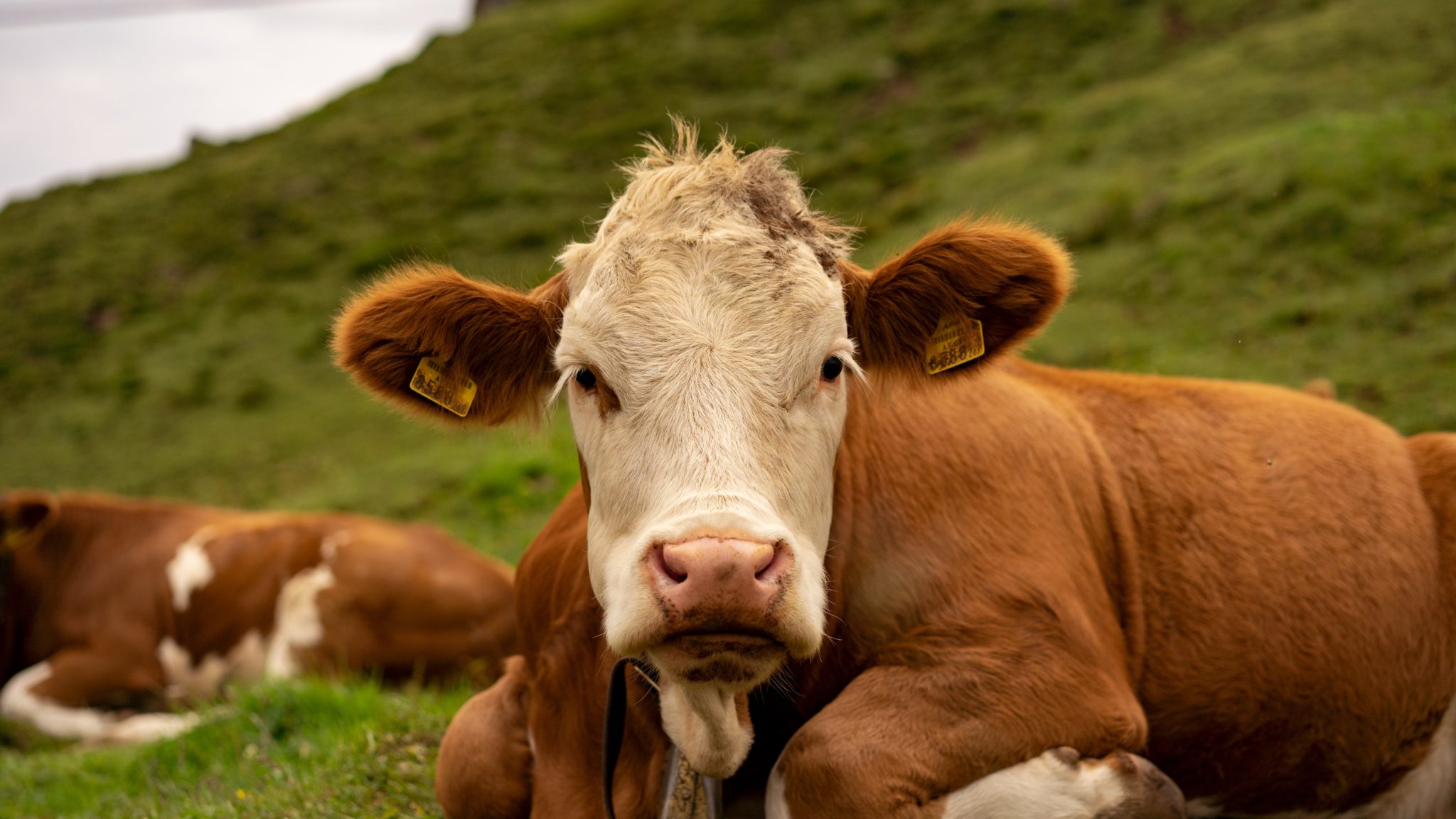 A brown and white dairy cow with ear tags looks directly at the camera while resting in a green pasture.