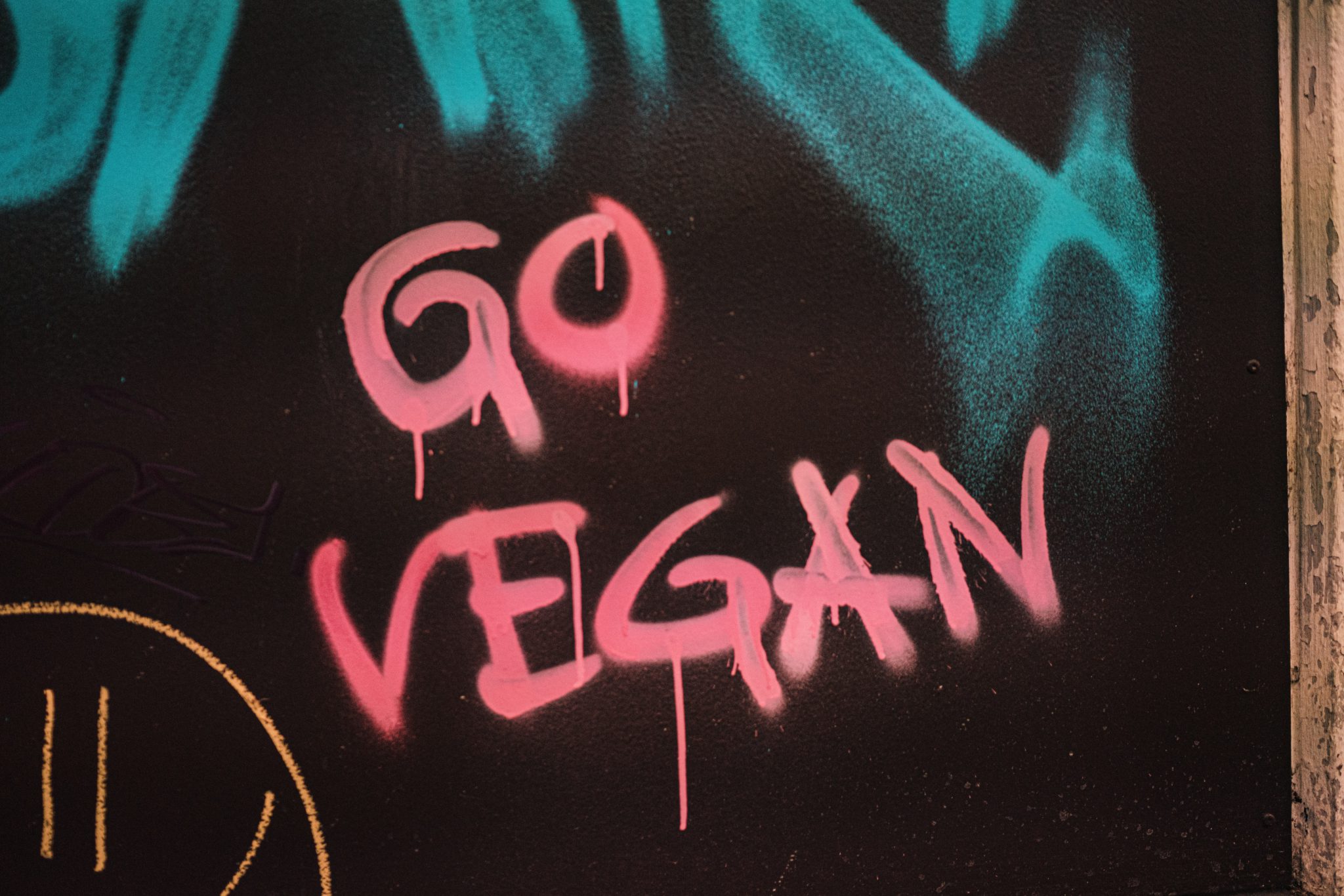 Pink "GO VEGAN" graffiti spray-painted on a dark wall with teal accents.
