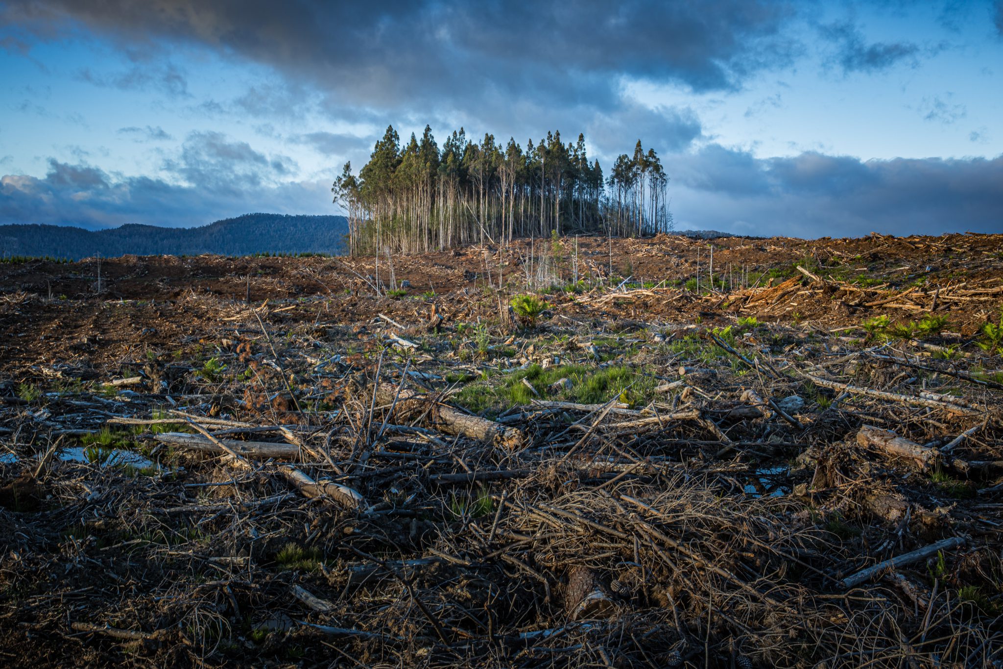 A deforested landscape with cleared land covered in logs and debris, with a small grove of trees remaining in the distance under a cloudy sky.